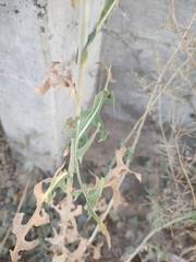 Lactuca serriola