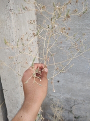 Lactuca serriola