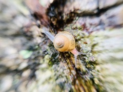 Trochomorphoidea