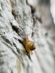 Trochomorphoidea