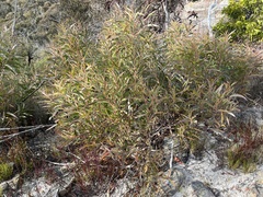 Eucalyptus stricta