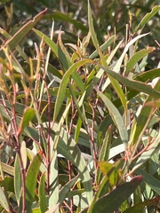 Eucalyptus stricta