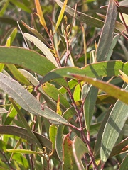 Eucalyptus stricta