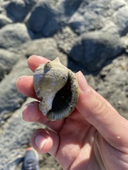 Semicassis centiquadrata