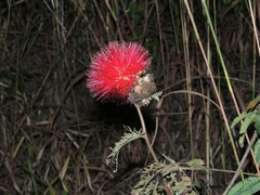 Calliandra dysantha
