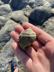 Semicassis centiquadrata