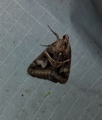 Drasteria grandirena