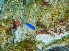 Chrysiptera flavipinnis