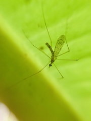 Geranomyia circipunctata