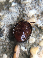 Stethotrypes raffrayi