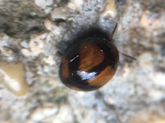 Stethotrypes raffrayi