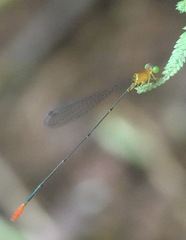 Teinobasis filiformis