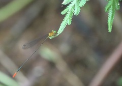 Teinobasis filiformis
