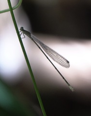 Teinobasis filiformis