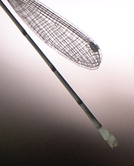 Teinobasis filiformis