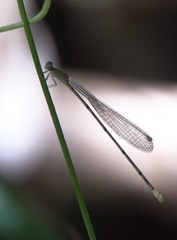 Teinobasis filiformis