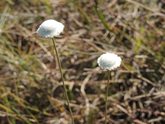 Paepalanthus chiquitensis
