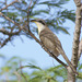 Mangrove Cuckoo - Photo (c) Greg Lasley, some rights reserved (CC BY-NC), uploaded by Greg Lasley