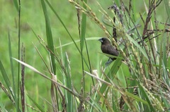 Lonchura leucogastra