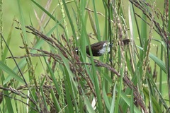 Lonchura leucogastra