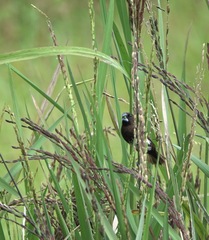 Lonchura leucogastra