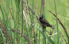 Lonchura leucogastra