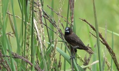 Lonchura leucogastra