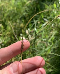 Carex livida
