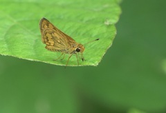 Taractrocera luzonensis