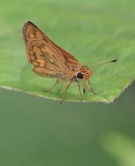 Taractrocera luzonensis