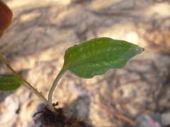 Cranichis ciliilabia