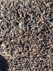 Cerithideopsis californica
