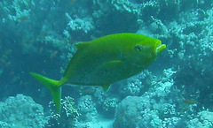 Flavocaranx bajad