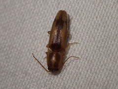 Conoderus vespertinus