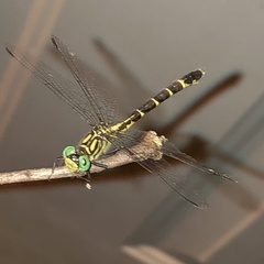 Stylogomphus