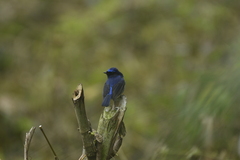 Niltava macgrigoriae