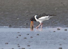 Haematopus ostralegus