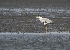 Ardea cinerea