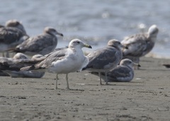Larus crassirostris