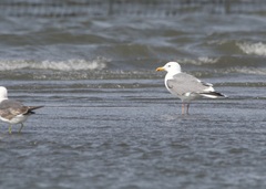 Larus schistisagus