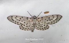 Antipercnia belluaria