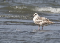Larus schistisagus