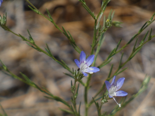 Sapphire woollystar (Eriastrum sapphirinum)