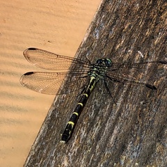 Stylogomphus