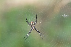 Argiope amoena