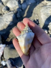 Strombus gracilior