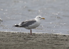 Larus schistisagus