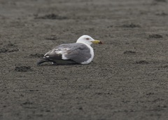 Larus crassirostris