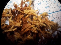 Orthotrichum graphiomitrium