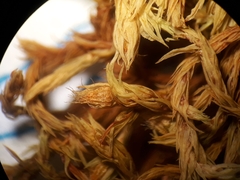 Orthotrichum graphiomitrium